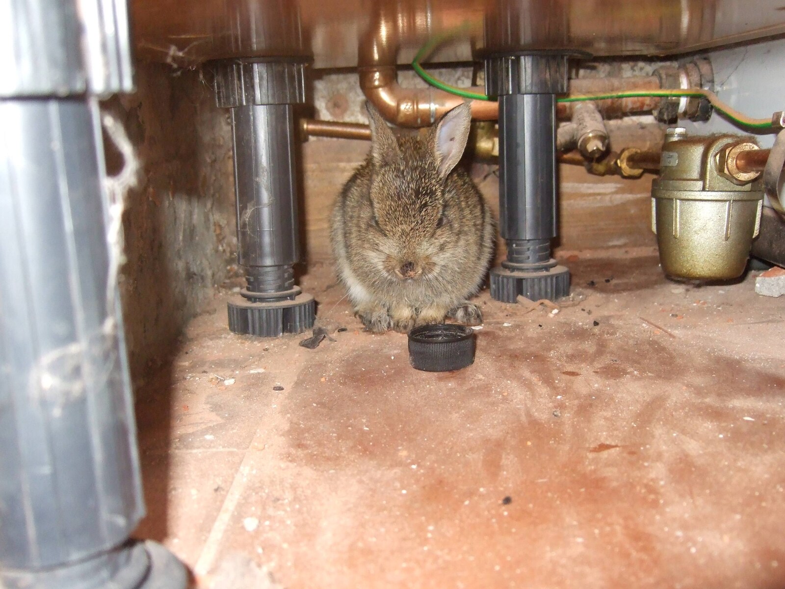 Pre-Wedding Beers at The Swan, Brome, Suffolk - 19th June 2010: An injured rabbit hides under a kitchen cabinet