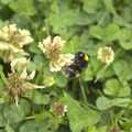 2010 A bee does its thing on clover