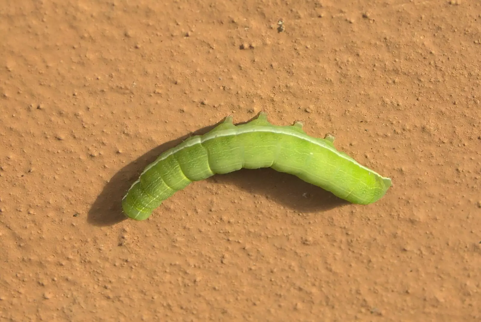 A bright green caterpillar stuck to a wall, from Fred at the Carnival, Brewer's Green Lane, Diss, Norfolk - 21st June 2010