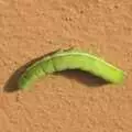 A bright green caterpillar stuck to a wall, Fred at the Carnival, Brewer's Green Lane, Diss, Norfolk - 21st June 2010