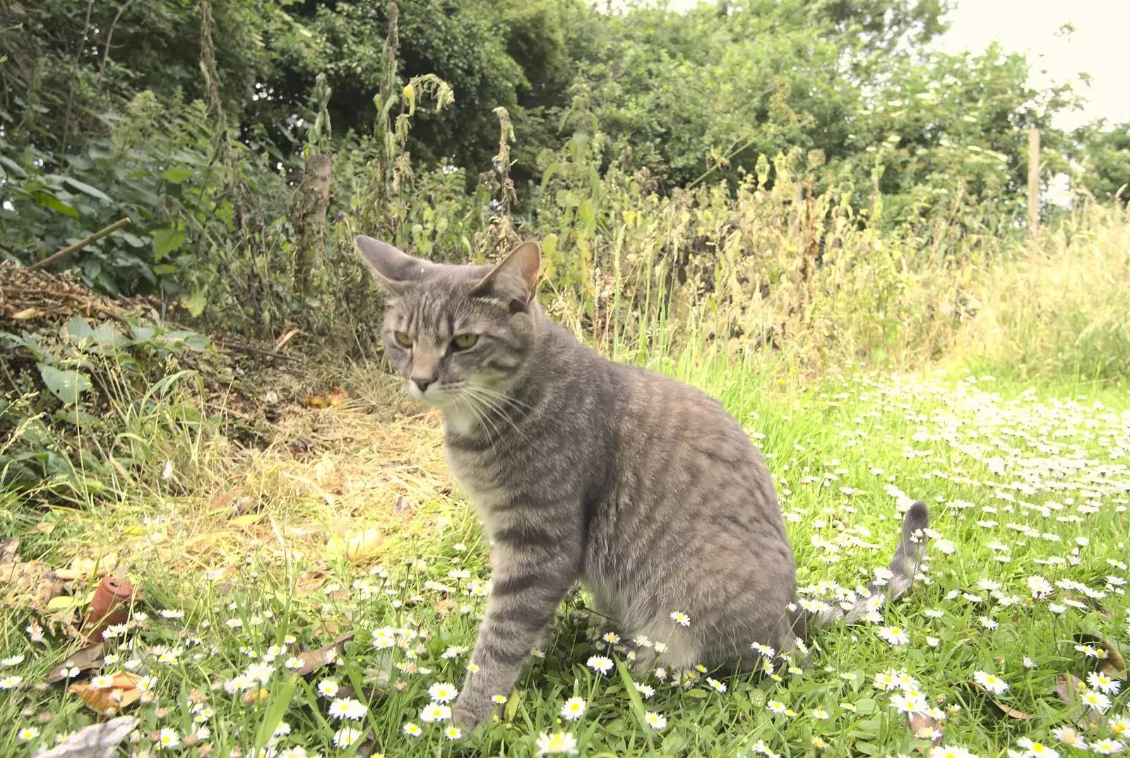 Boris - Stripey Cat - in the garden, from Wedding-Eve Beers at The Swan Inn, Brome, Suffolk - 2nd July 2010