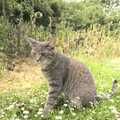 2010 Boris - Stripey Cat - in the garden