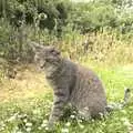 Boris - Stripey Cat - in the garden, Wedding-Eve Beers at The Swan Inn, Brome, Suffolk - 2nd July 2010