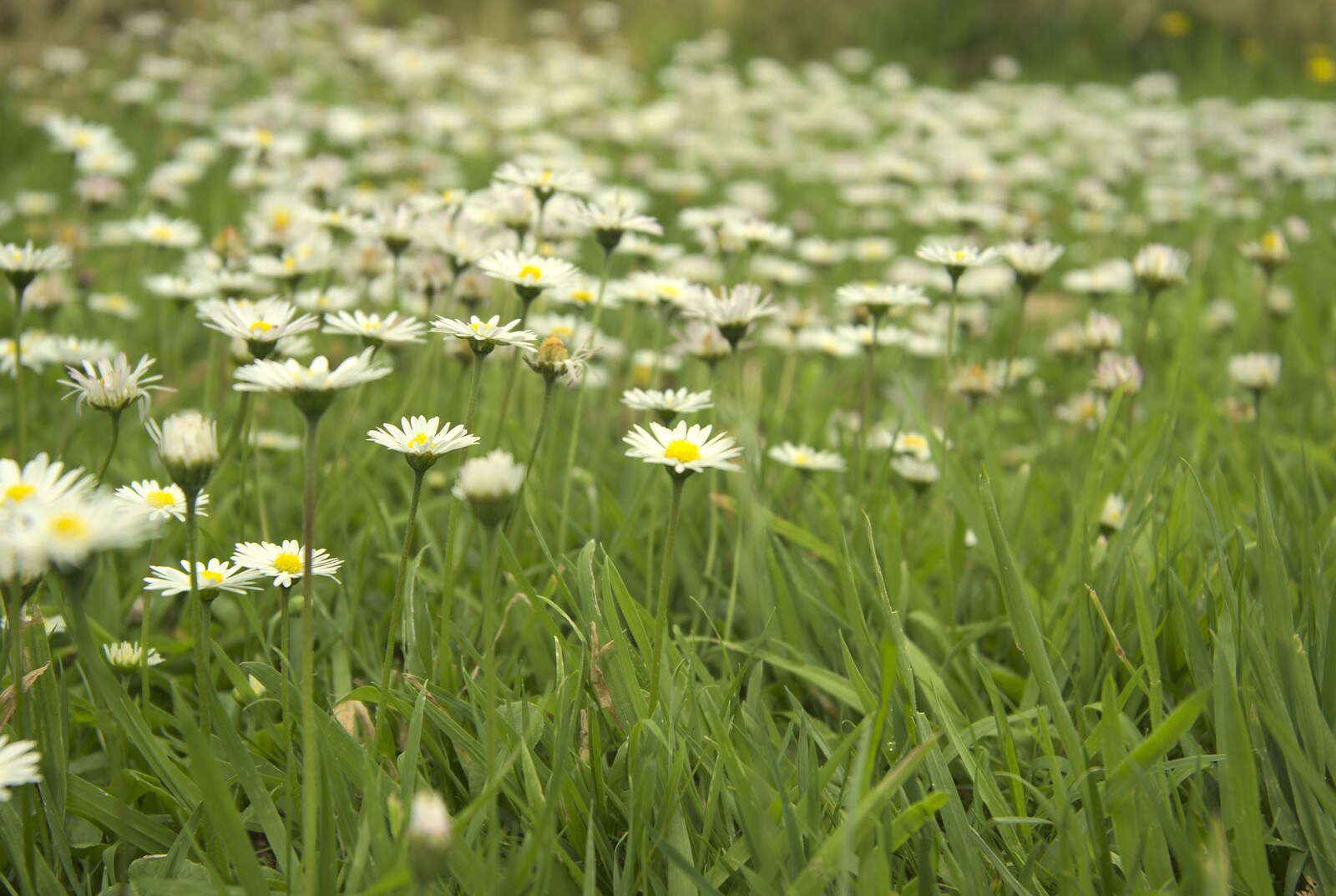 Daisies in the lawn from Wedding-Eve Beers at The Swan Inn, Brome, Suffolk - 2nd July 2010