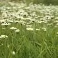 Daisies in the lawn, Wedding-Eve Beers at The Swan Inn, Brome, Suffolk - 2nd July 2010