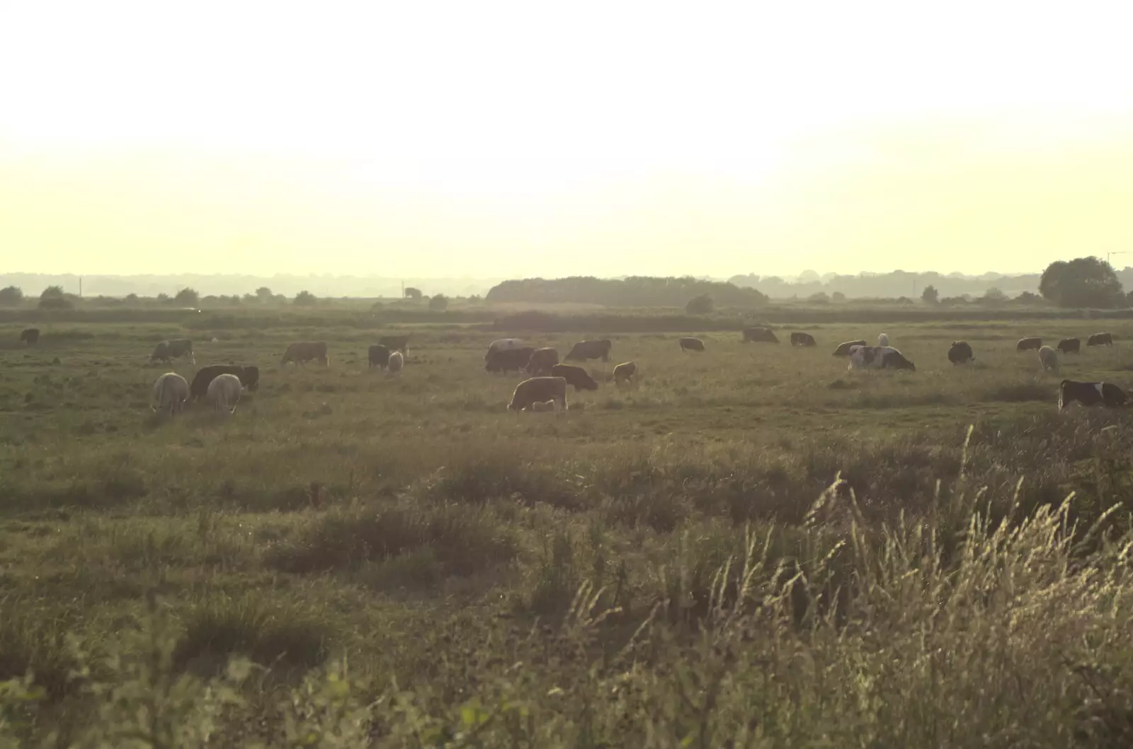 Cows on the common, from A "Minimoon" and an Adnams Brewery Trip, Southwold, Suffolk - 7th July 2010