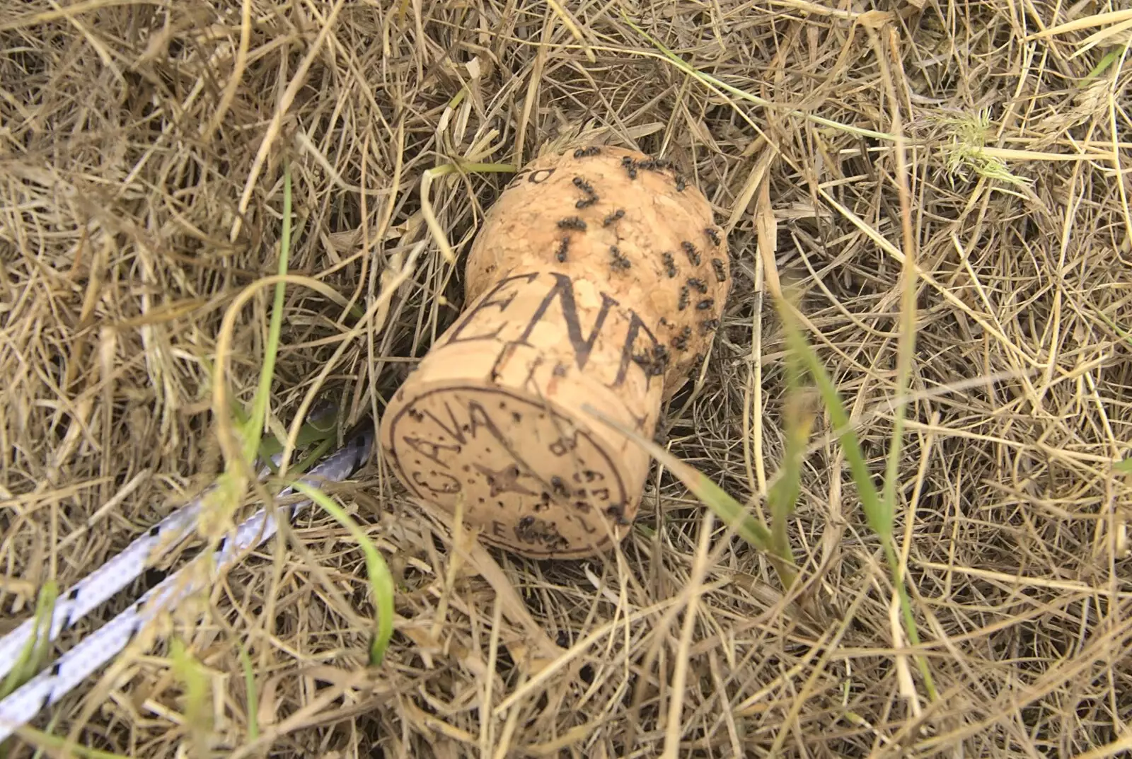 A champagne cork is covered in ants, from The Fifth Latitude Festival, Henham Park, Suffolk - 16th July 2010