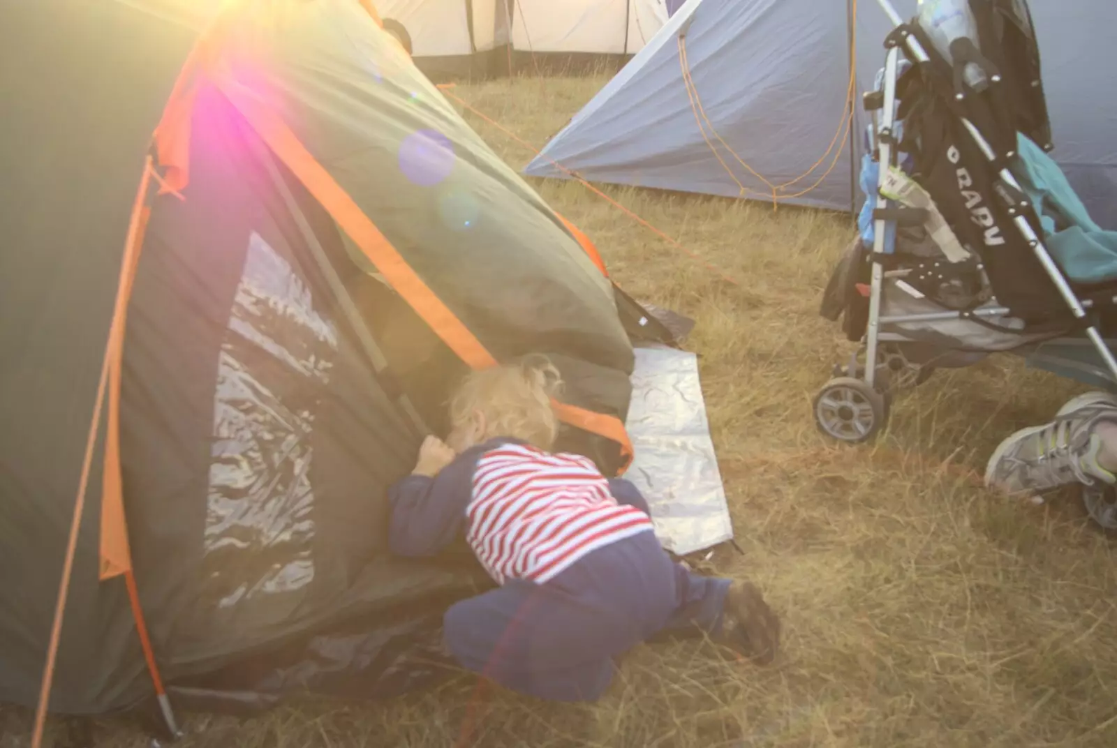 Fred pokes about in Phil's tent, trying to steal food, from The Fifth Latitude Festival, Henham Park, Suffolk - 16th July 2010