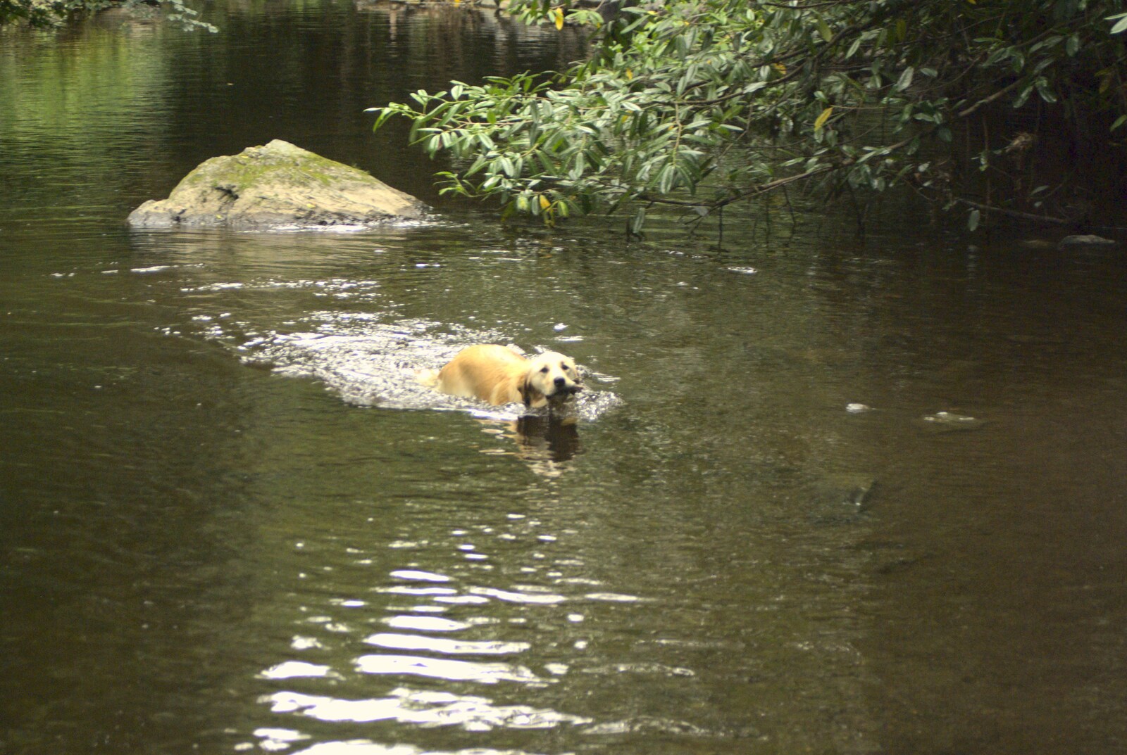 A dog with a stick, in the river from A Walk in Devil's Glen, County Wicklow, Ireland - 31st July 2010