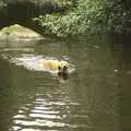 A dog with a stick, in the river, A Walk in Devil's Glen, County Wicklow, Ireland - 31st July 2010