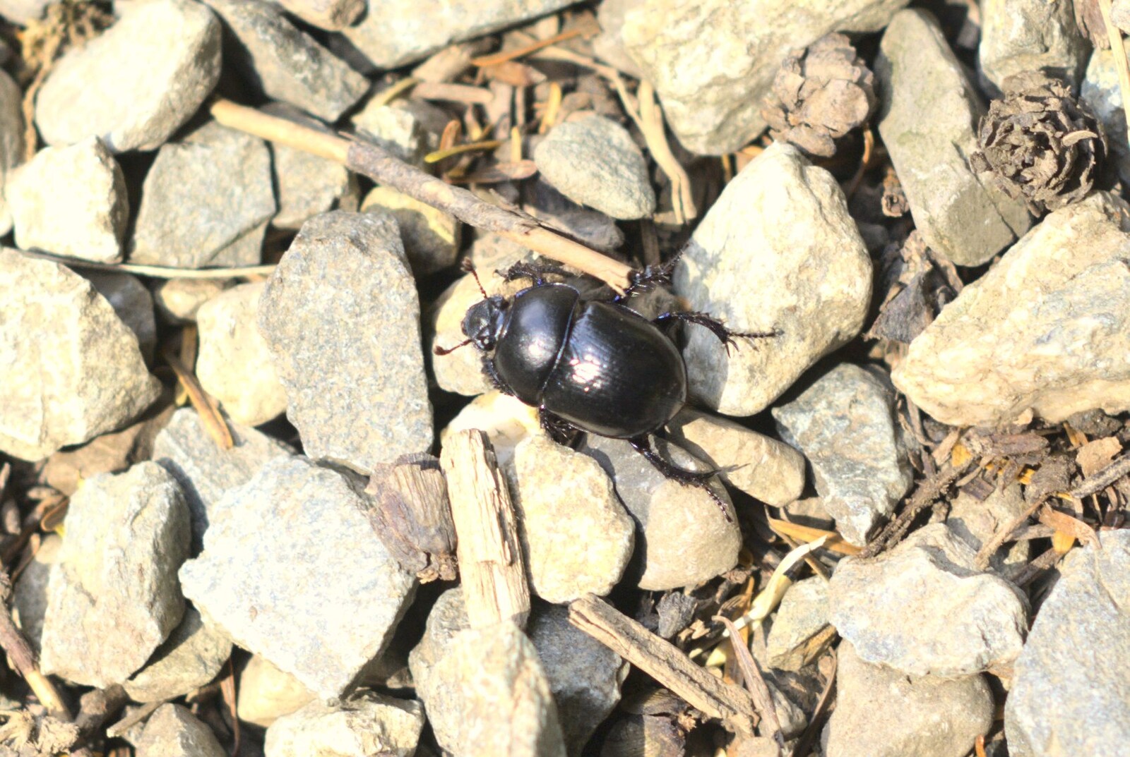A beetle pootles about from A Walk in Devil's Glen, County Wicklow, Ireland - 31st July 2010
