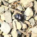 A beetle pootles about, A Walk in Devil's Glen, County Wicklow, Ireland - 31st July 2010