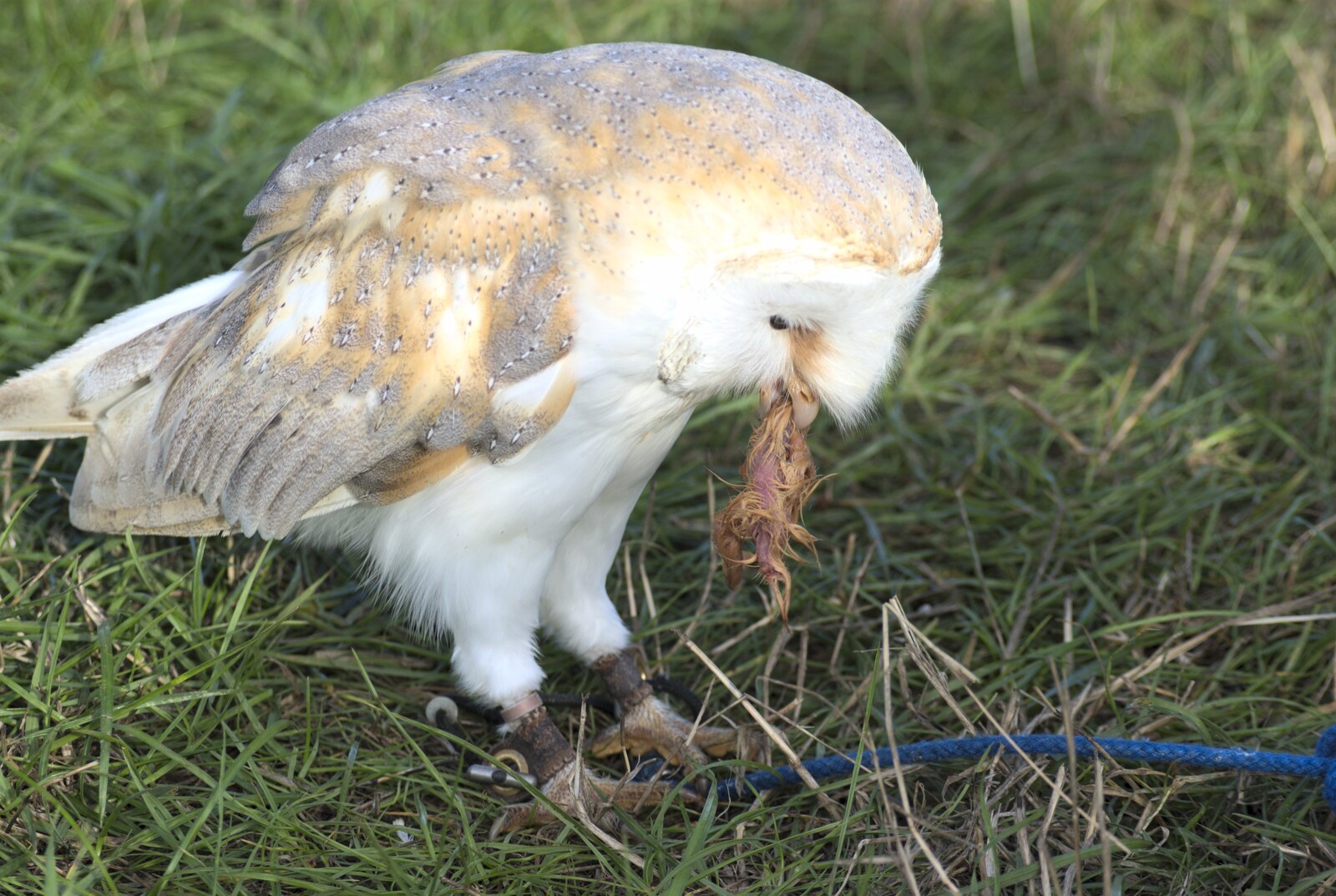 The Eye Show, Palgrave, Suffolk - 30th August 2010: An owl eats a bird head