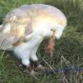 An owl eats a bird head, The Eye Show, Palgrave, Suffolk - 30th August 2010
