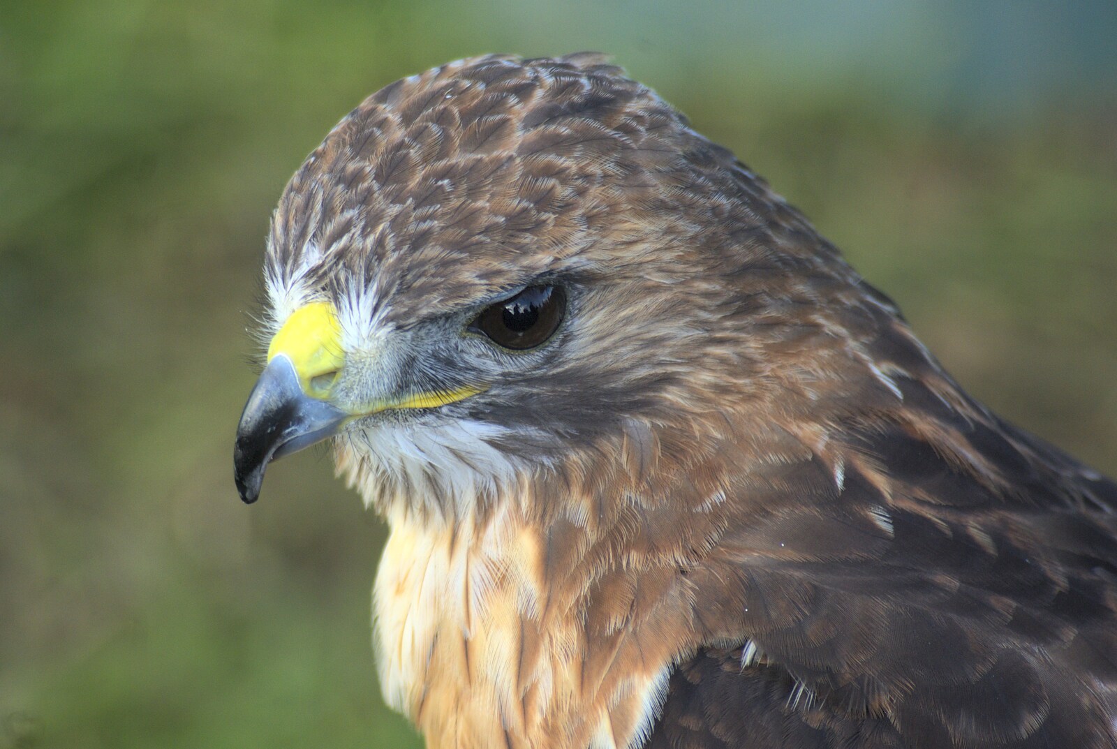 A close-up hawk from The Eye Show, Palgrave, Suffolk - 30th August 2010
