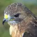 A close-up hawk, The Eye Show, Palgrave, Suffolk - 30th August 2010