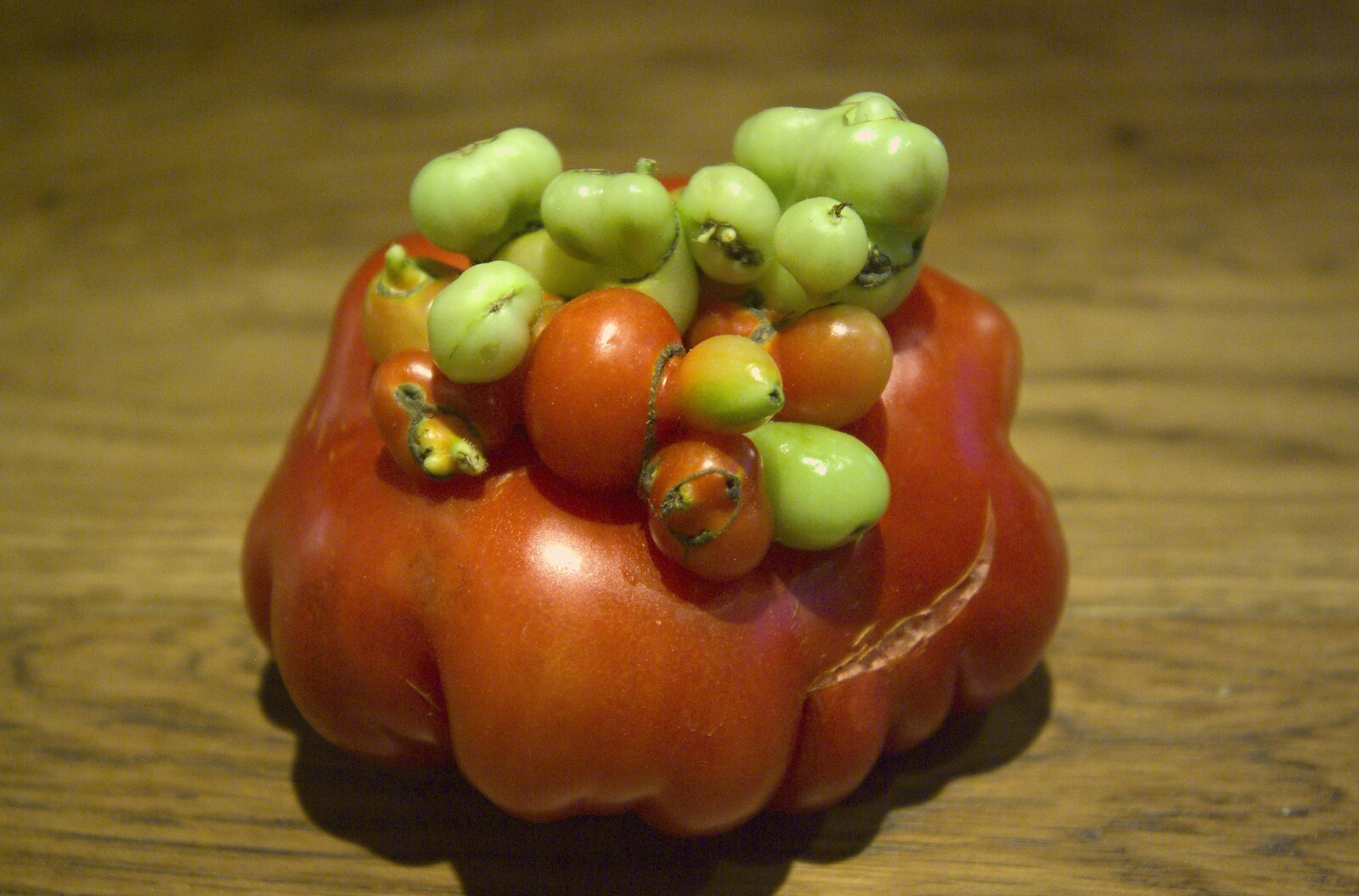 A Day in Dun Laoghaire, County Dublin, Ireland - 3rd September 2010: A mutant tomato is picked