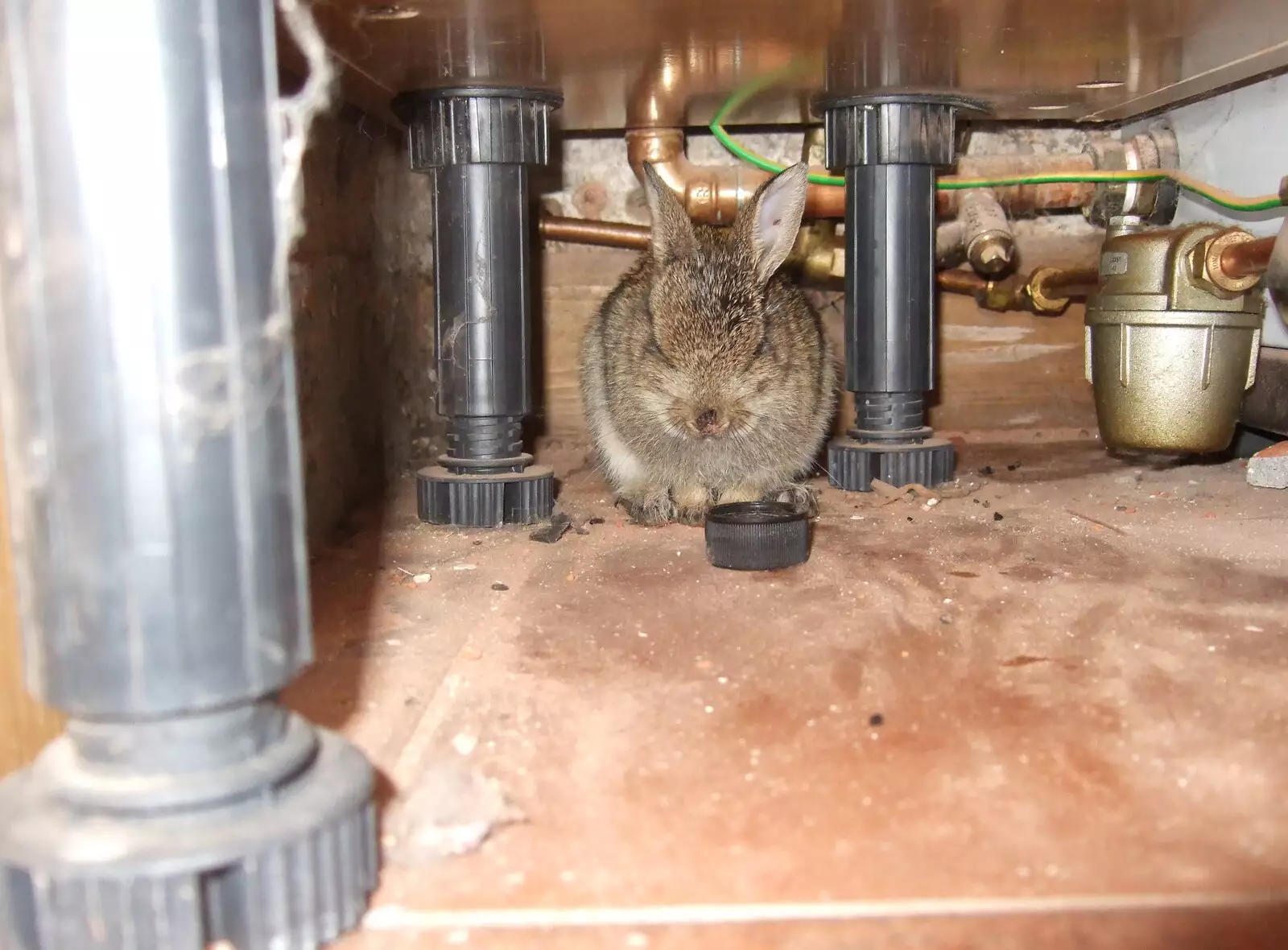 The cats have caught a rabbit, from Helicopters on the A14, and a Walk at Thornham, Suffolk - 7th October 2010