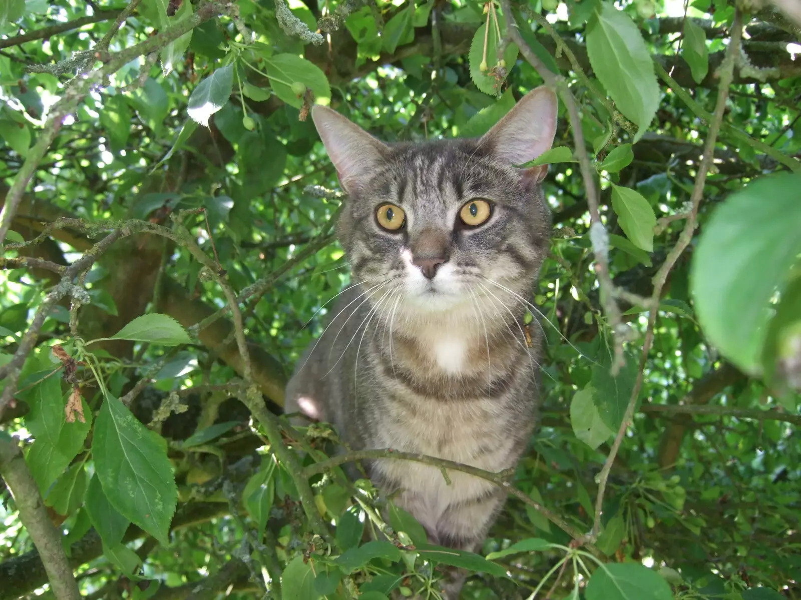 Boris - Stripey Cat - in a tree, from Helicopters on the A14, and a Walk at Thornham, Suffolk - 7th October 2010