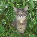 Boris - Stripey Cat - in a tree, Helicopters on the A14, and a Walk at Thornham, Suffolk - 7th October 2010