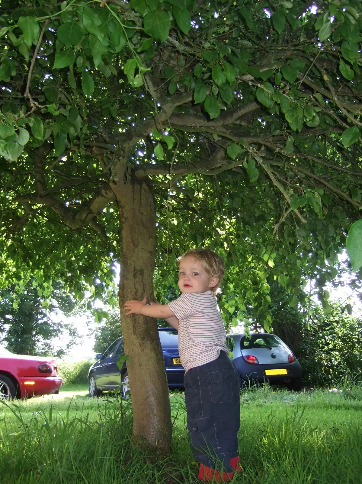 Fred hangs on to a tree, from Helicopters on the A14, and a Walk at Thornham, Suffolk - 7th October 2010