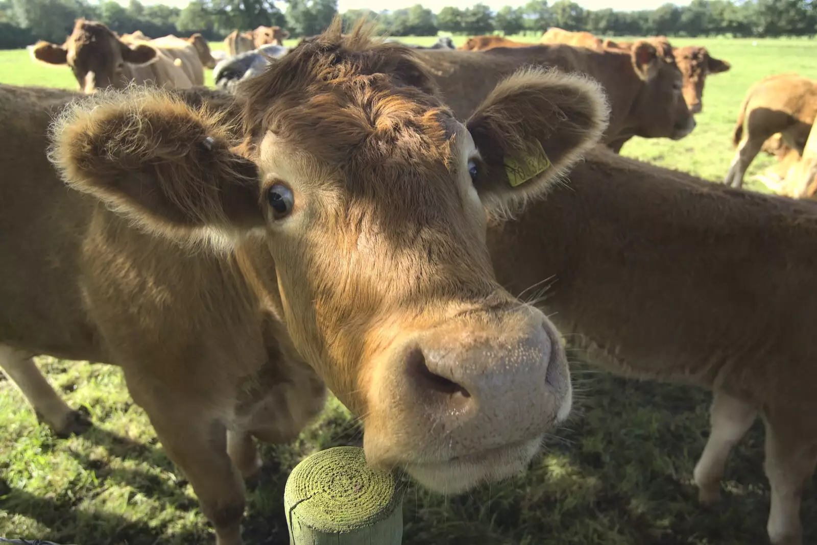 An inquisitive cow, from Helicopters on the A14, and a Walk at Thornham, Suffolk - 7th October 2010