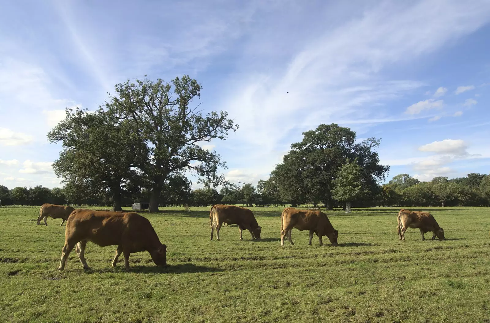 Pastoral scene, and munching moos, from Helicopters on the A14, and a Walk at Thornham, Suffolk - 7th October 2010