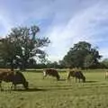 Pastoral scene, and munching moos, Helicopters on the A14, and a Walk at Thornham, Suffolk - 7th October 2010