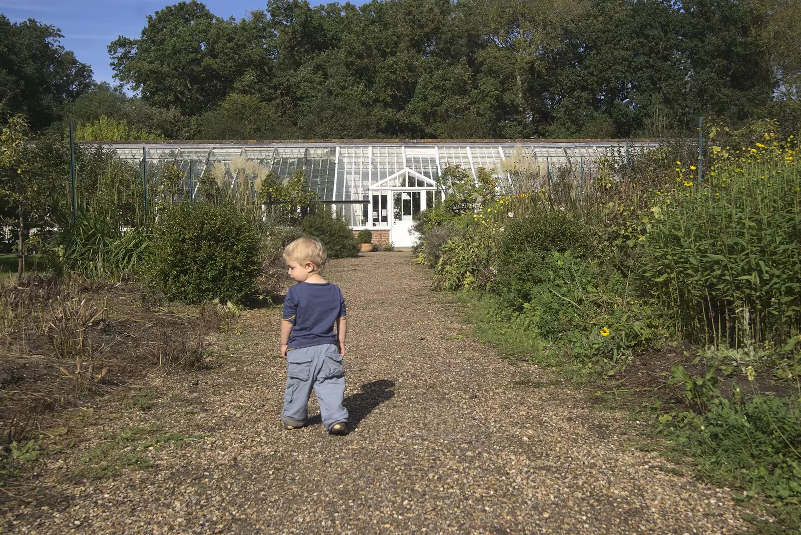 Fred roams about in the walled garden, from Helicopters on the A14, and a Walk at Thornham, Suffolk - 7th October 2010