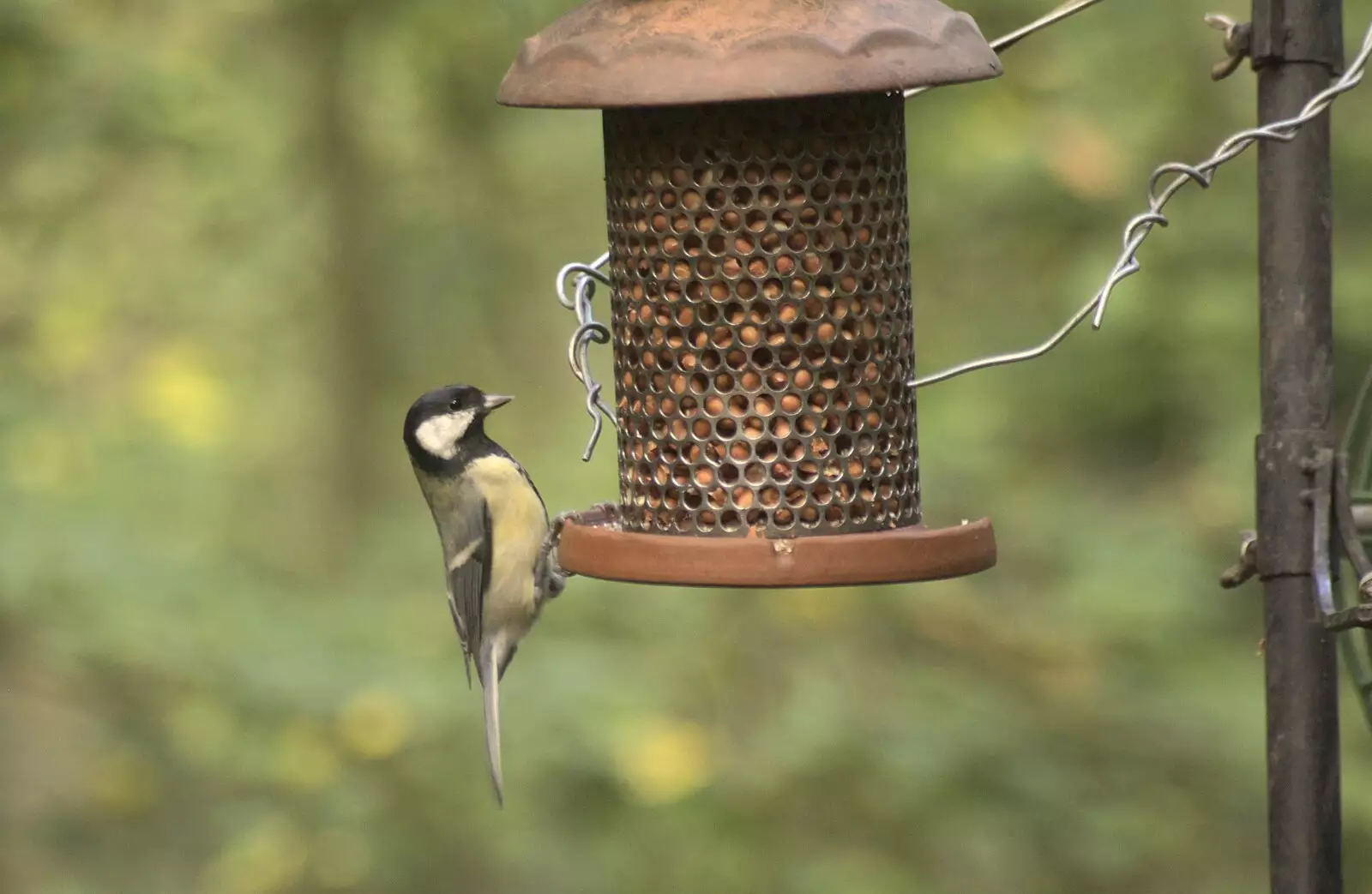 A Great Tit pecks at peanuts, from Helicopters on the A14, and a Walk at Thornham, Suffolk - 7th October 2010