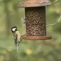 A Great Tit pecks at peanuts, Helicopters on the A14, and a Walk at Thornham, Suffolk - 7th October 2010