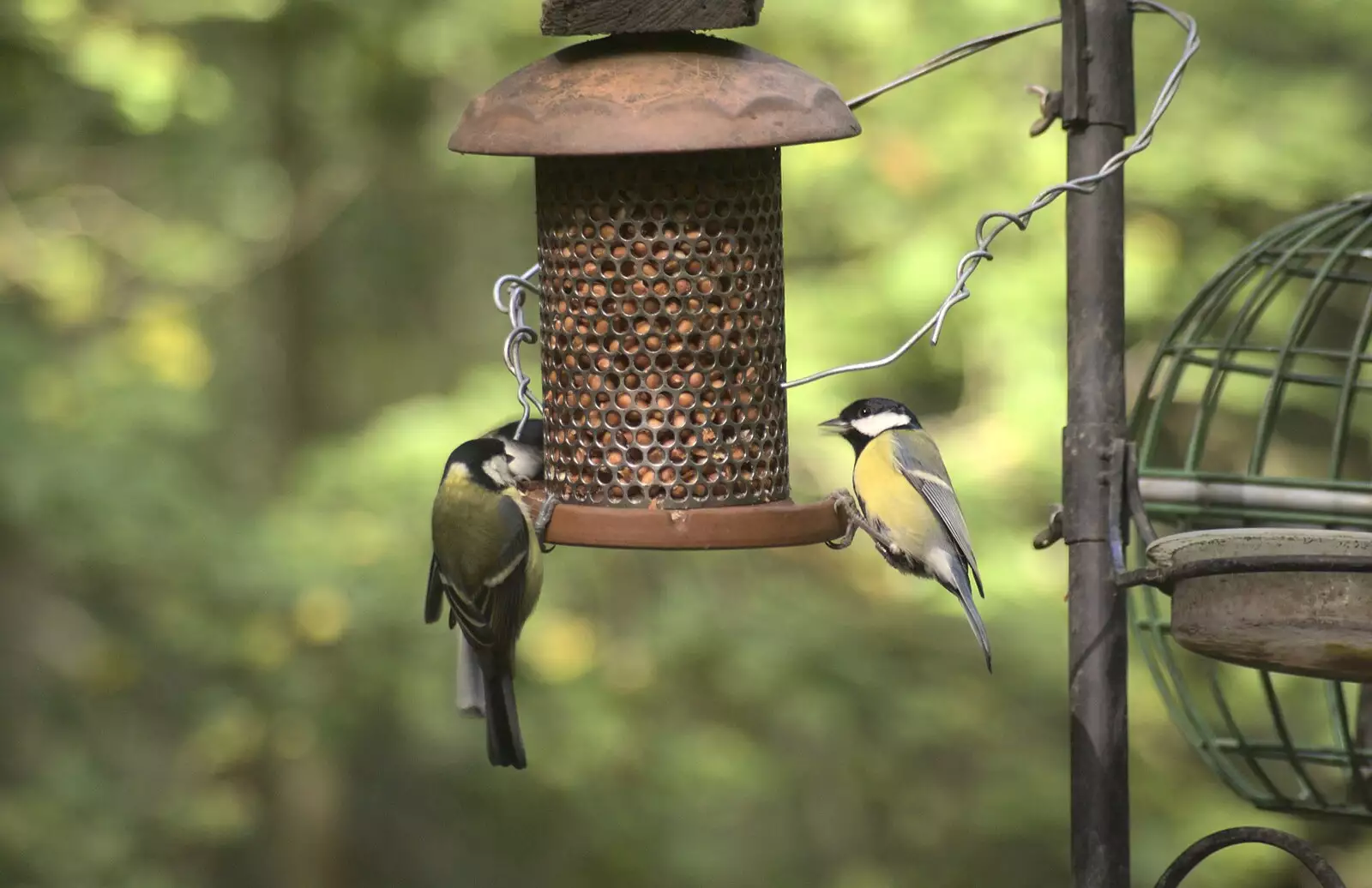 A variety of tits peck at peanuts, from Helicopters on the A14, and a Walk at Thornham, Suffolk - 7th October 2010