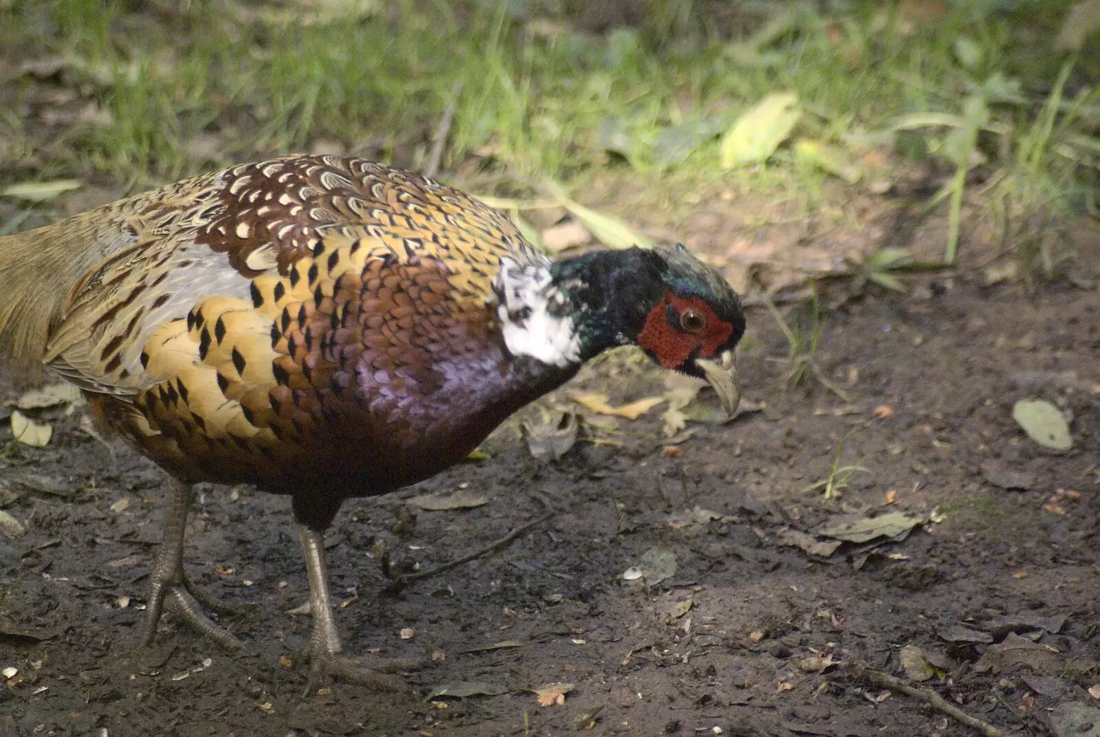 A dim pheasant pokes around, from Helicopters on the A14, and a Walk at Thornham, Suffolk - 7th October 2010