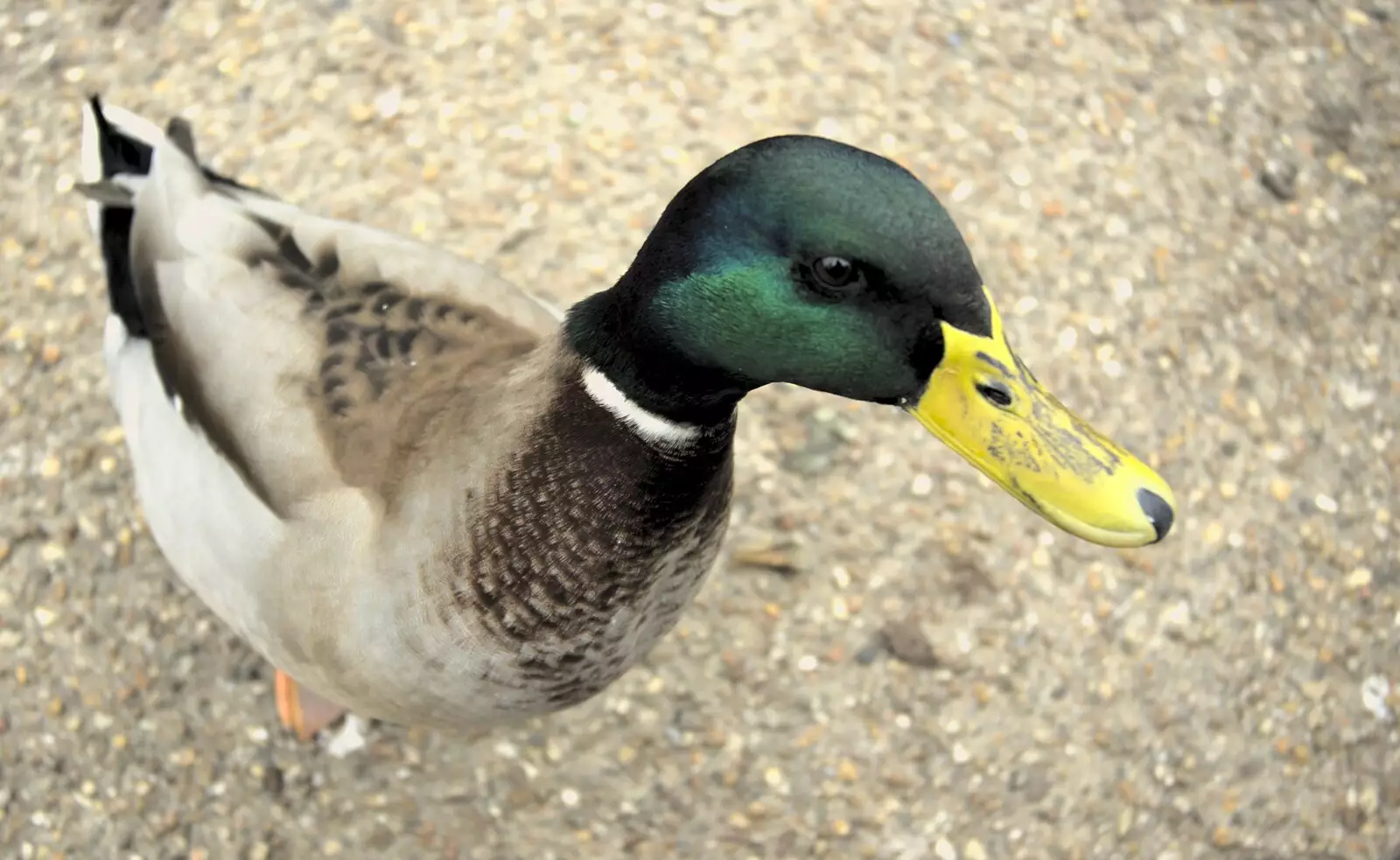 A duck gets in close to steal bread, from Helicopters on the A14, and a Walk at Thornham, Suffolk - 7th October 2010