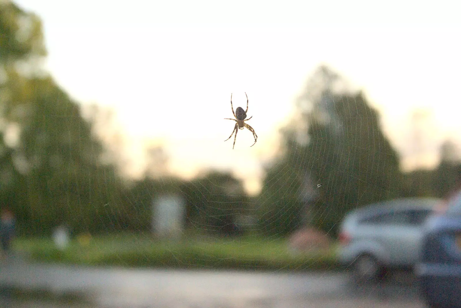 A cool spider dangles in its wed, from Gemma Leaves, The Mellis Railway and Taptu Moves Desks, Cambridge - 24th October 2010