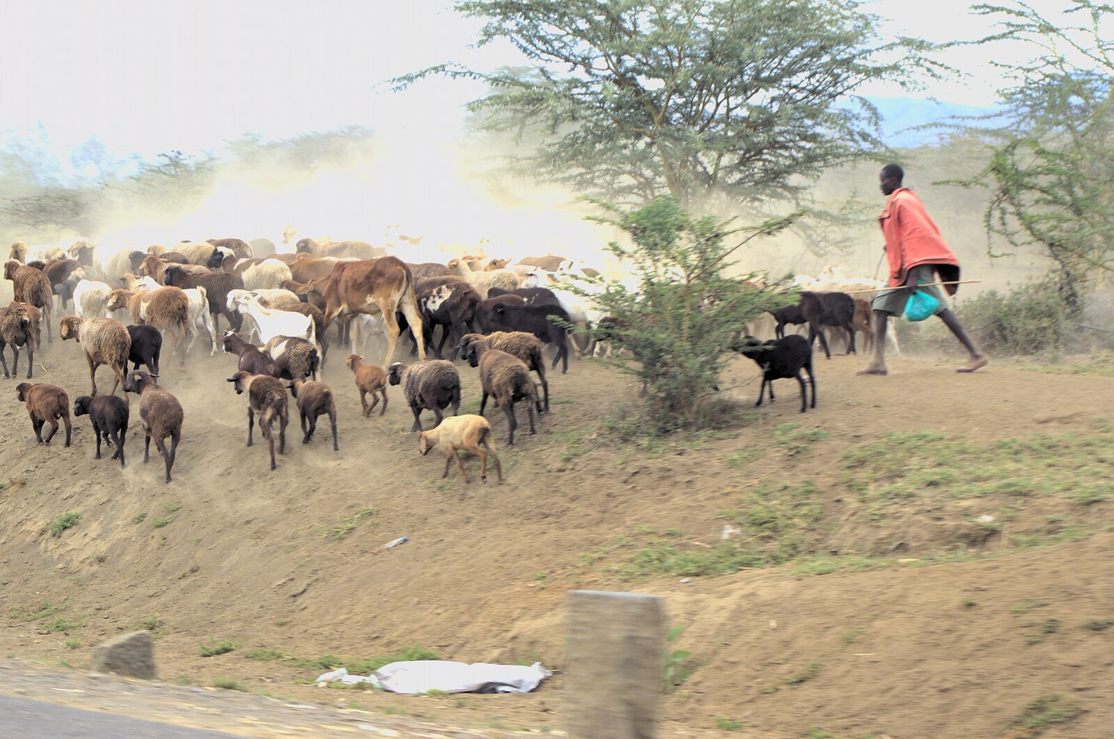 A Maasai herds cows and goats from Nairobi and the Road to Maasai Mara, Kenya, Africa - 1st November 2010