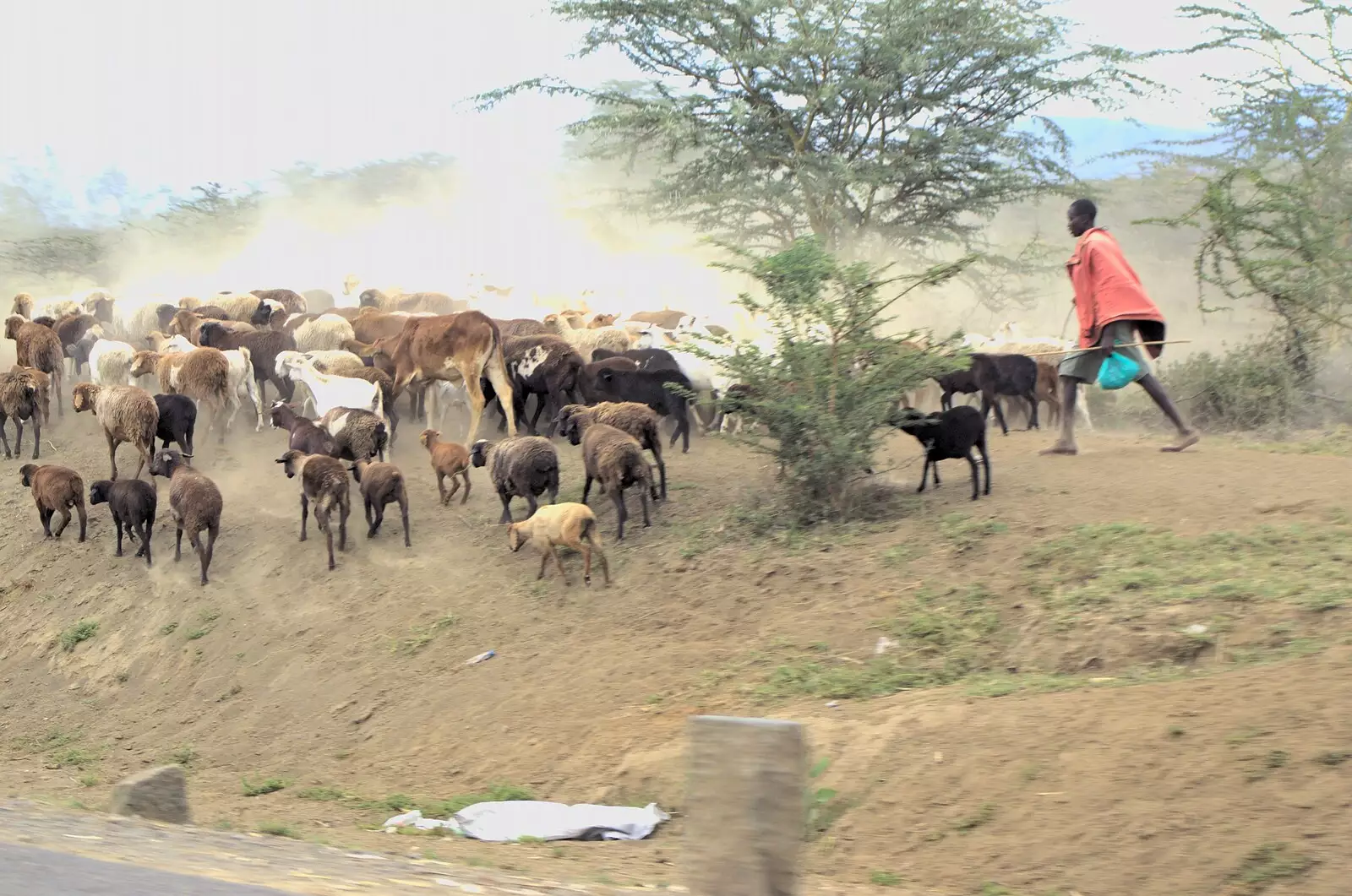 A Maasai herds cows and goats, from Nairobi and the Road to Maasai Mara, Kenya, Africa - 1st November 2010