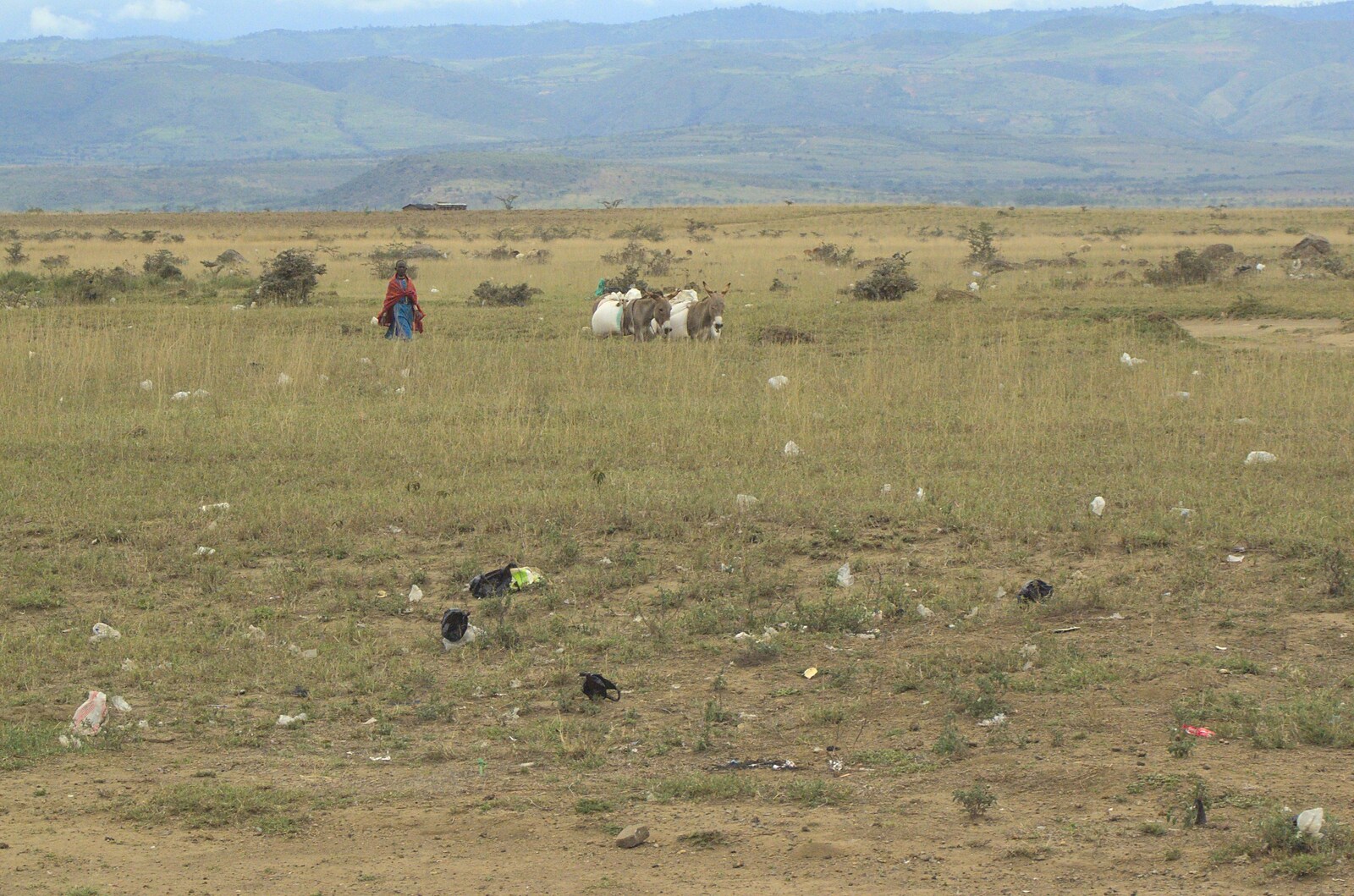 Donkey herding on the plains from Nairobi and the Road to Maasai Mara, Kenya, Africa - 1st November 2010