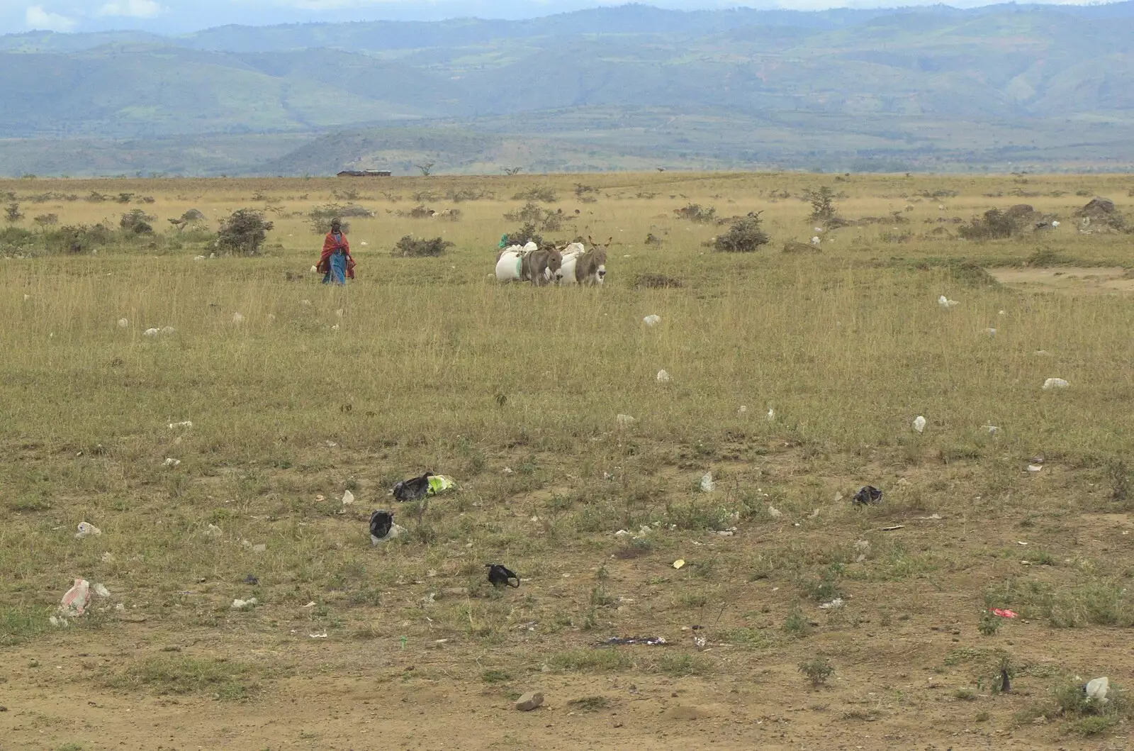 Donkey herding on the plains, from Nairobi and the Road to Maasai Mara, Kenya, Africa - 1st November 2010