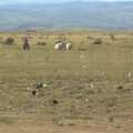 Donkey herding on the plains, Nairobi and the Road to Maasai Mara, Kenya, Africa - 1st November 2010