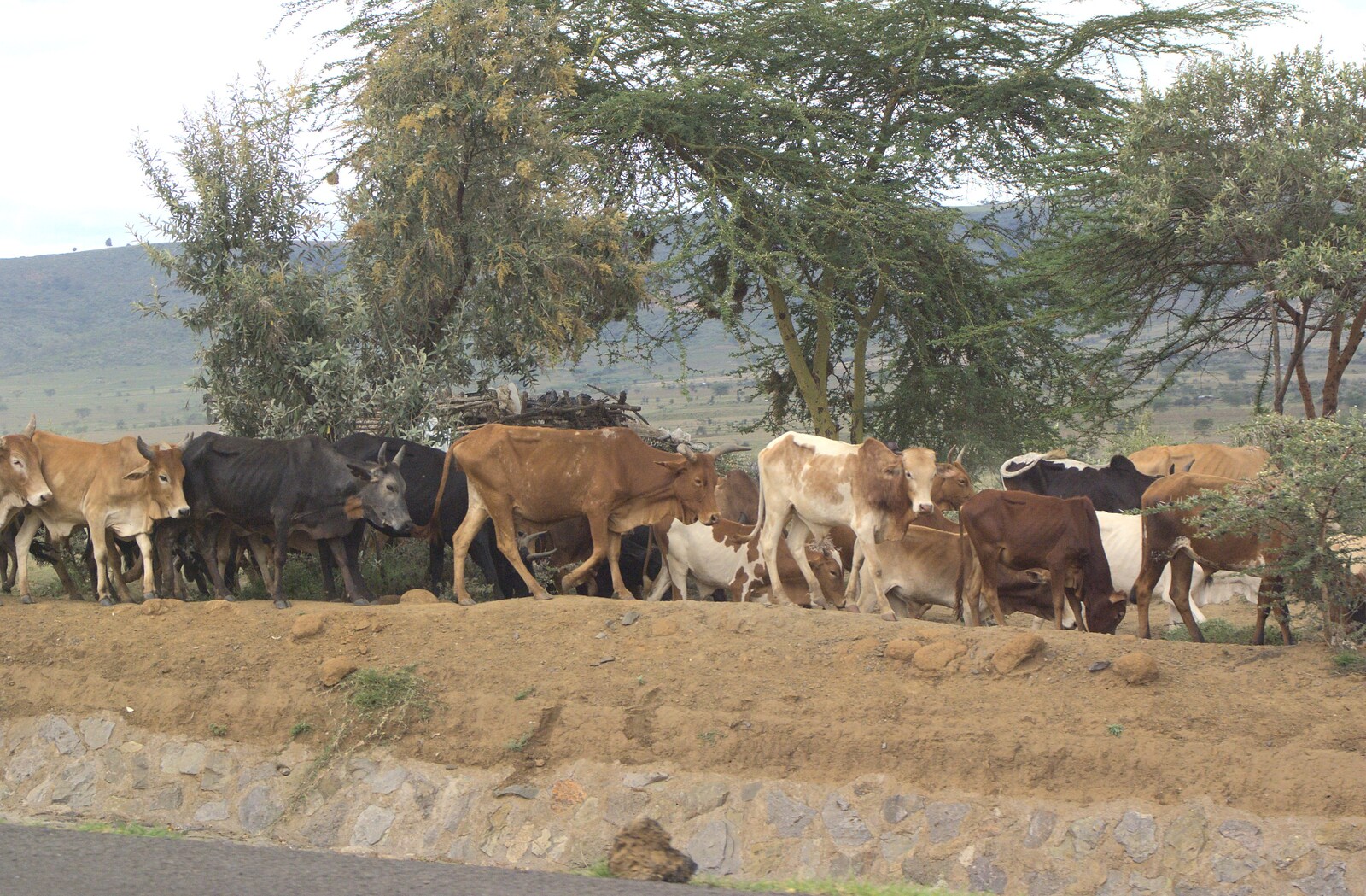 Maasai cattle from Nairobi and the Road to Maasai Mara, Kenya, Africa - 1st November 2010
