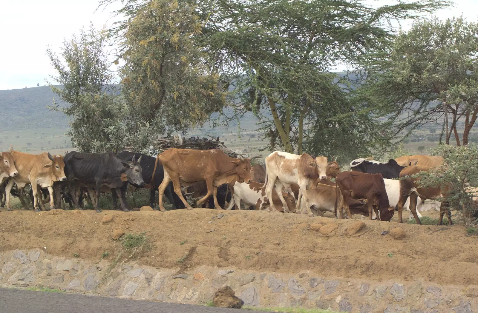 Maasai cattle, from Nairobi and the Road to Maasai Mara, Kenya, Africa - 1st November 2010