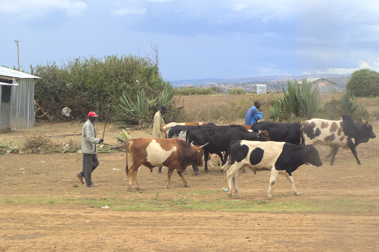 Cow herding from Nairobi and the Road to Maasai Mara, Kenya, Africa - 1st November 2010