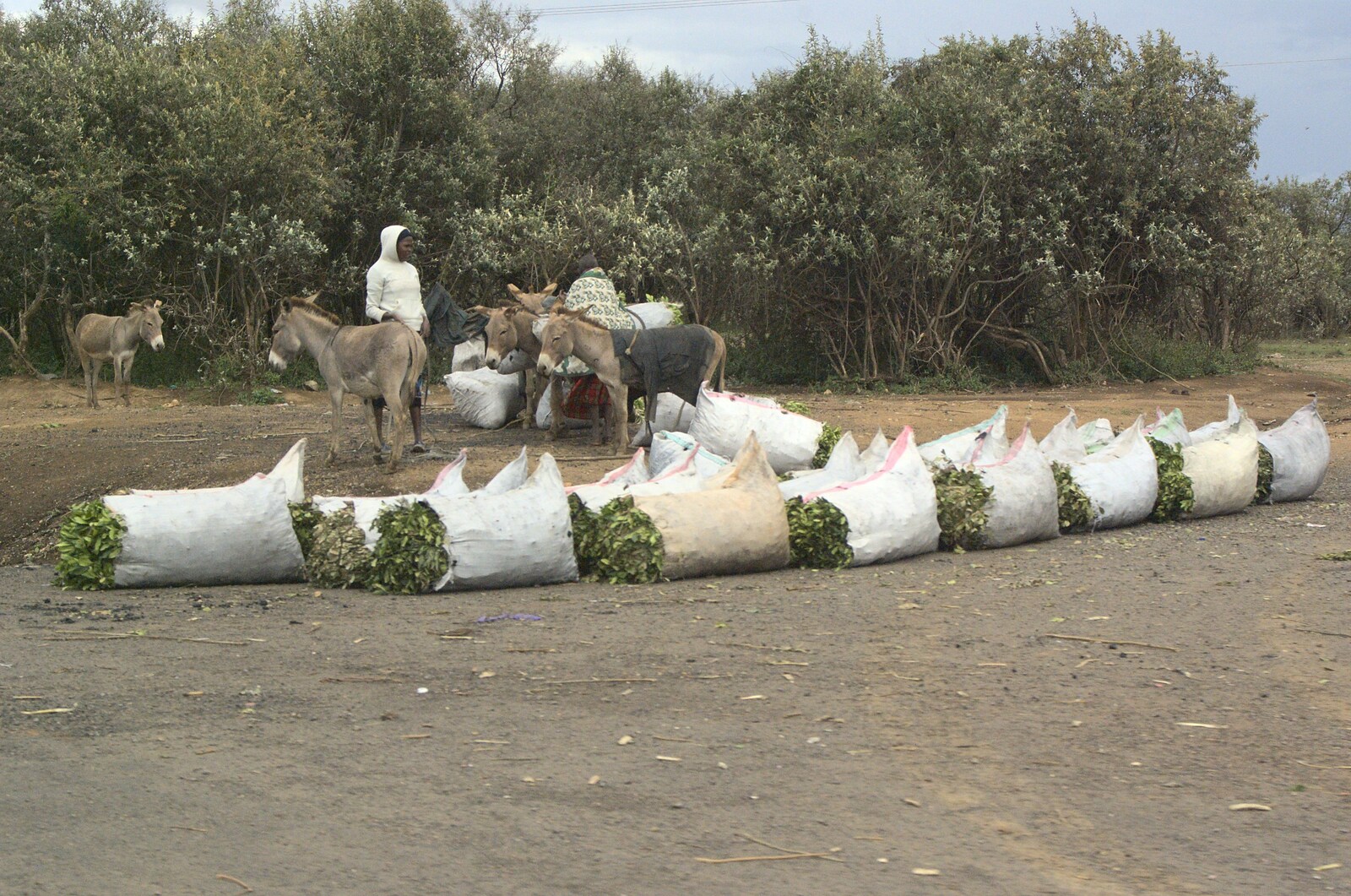 Wood for charcoal is sold by the roadside from Nairobi and the Road to Maasai Mara, Kenya, Africa - 1st November 2010