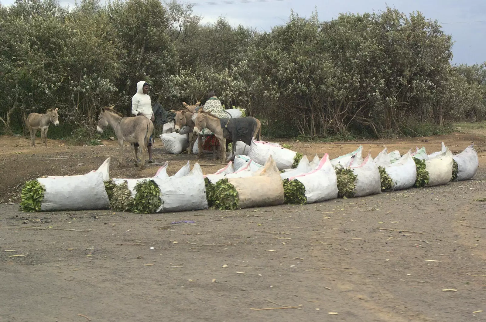 Wood for charcoal is sold by the roadside, from Nairobi and the Road to Maasai Mara, Kenya, Africa - 1st November 2010