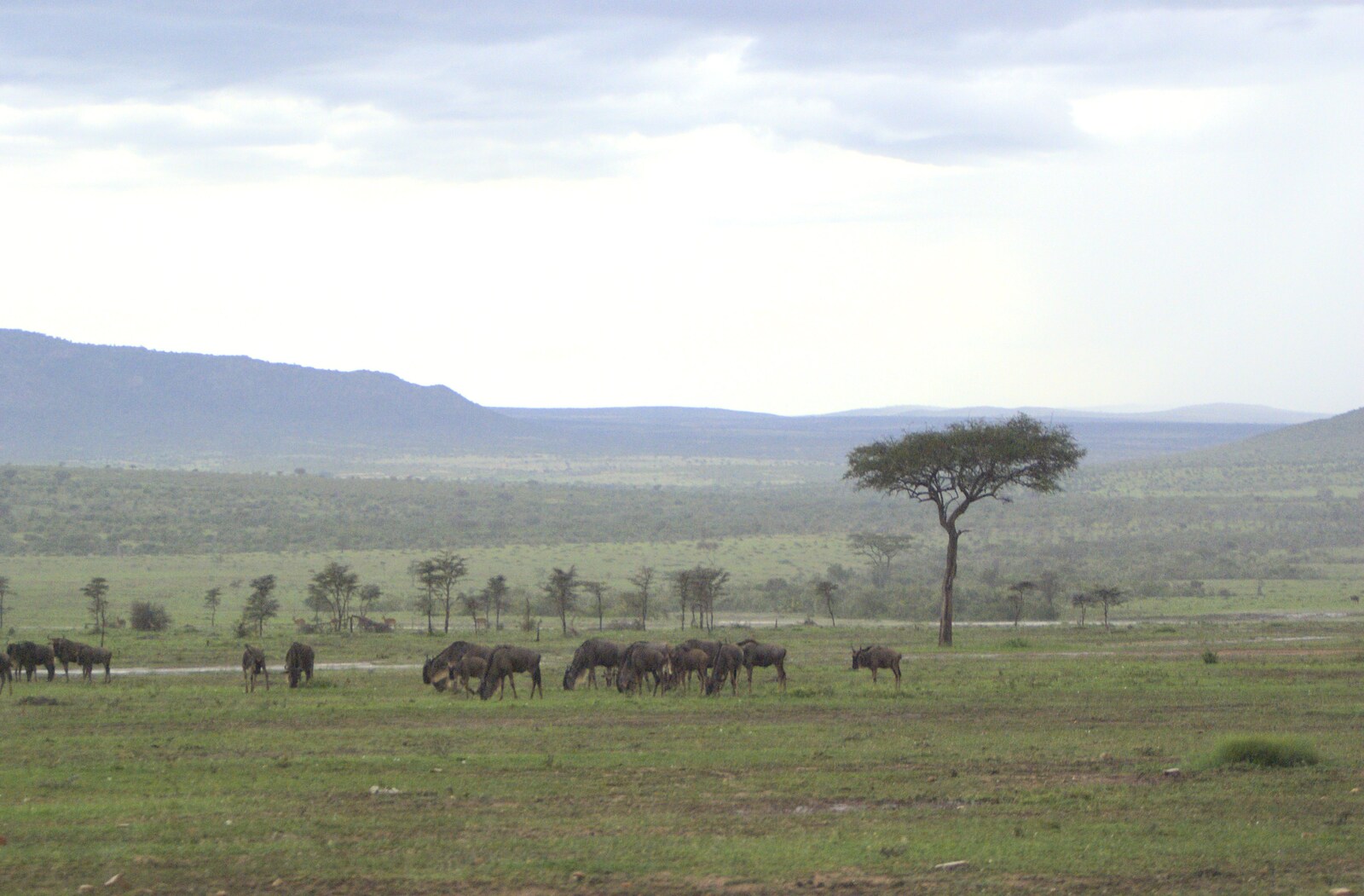 Maasai Mara Safari and a Maasai Village, Ololaimutia, Kenya - 5th November 2010: A herd of Wildebeest