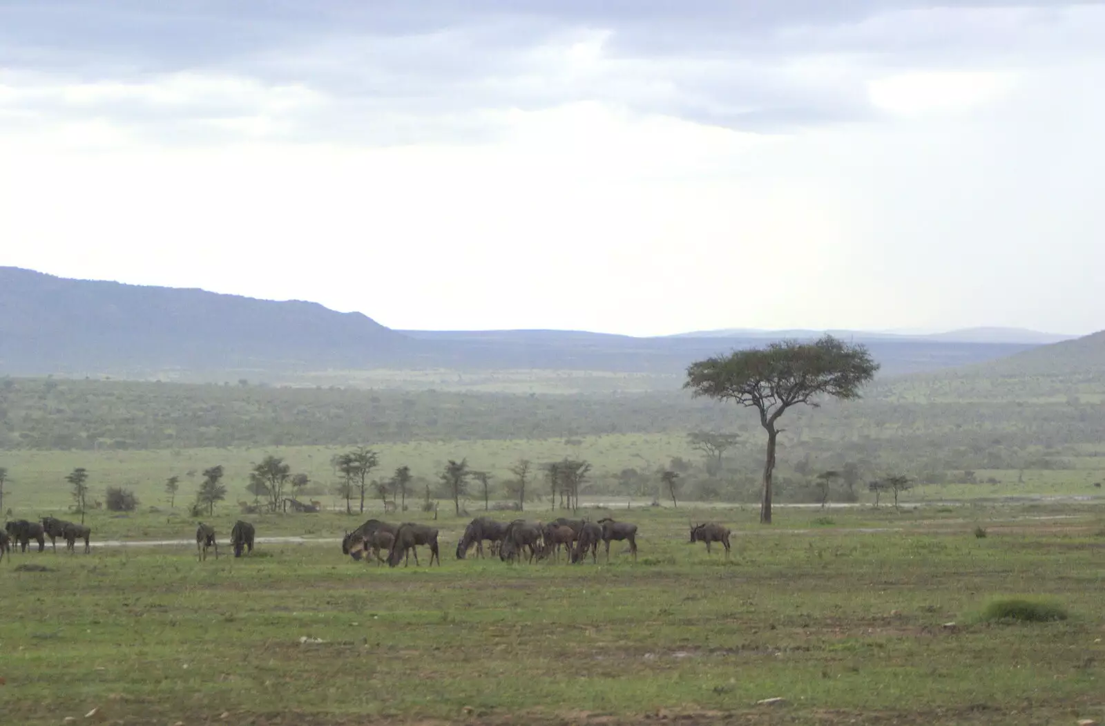 A herd of Wildebeest, from Maasai Mara Safari and a Maasai Village, Ololaimutia, Kenya - 5th November 2010