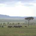 A herd of Wildebeest, Maasai Mara Safari and a Maasai Village, Ololaimutia, Kenya - 5th November 2010