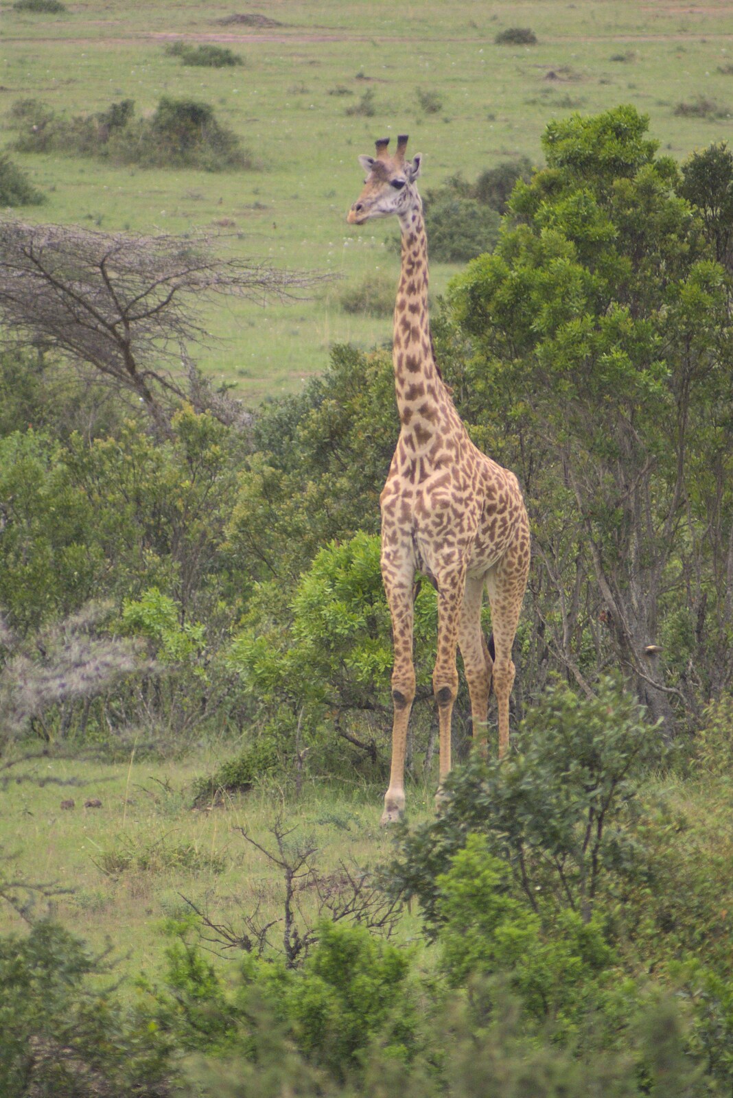 Maasai Mara Safari and a Maasai Village, Ololaimutia, Kenya - 5th November 2010: Our first close encounter: a giraffe