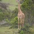 Our first close encounter: a giraffe, Maasai Mara Safari and a Maasai Village, Ololaimutia, Kenya - 5th November 2010